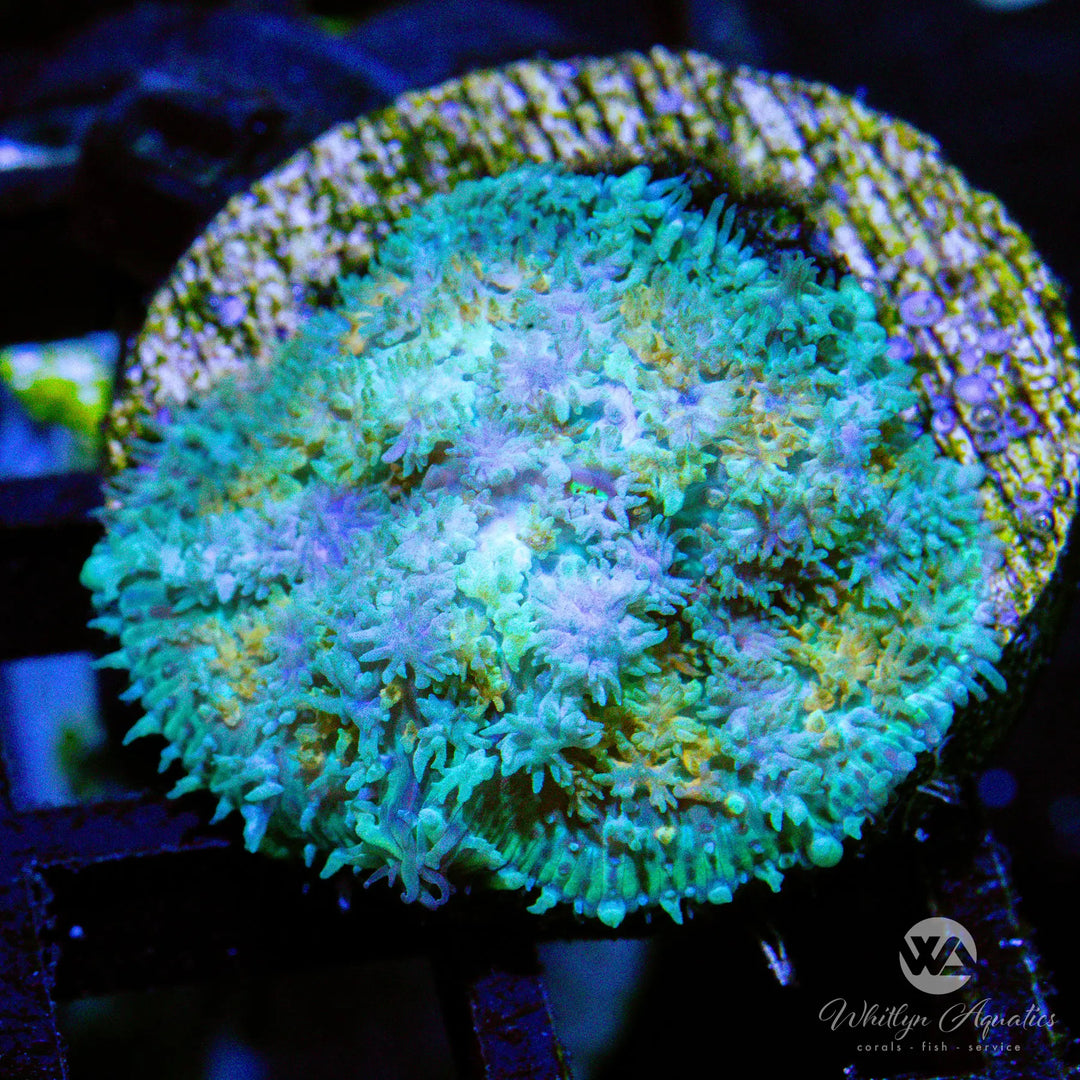 (O5) WA Calico Mushroom - WYSIWYG