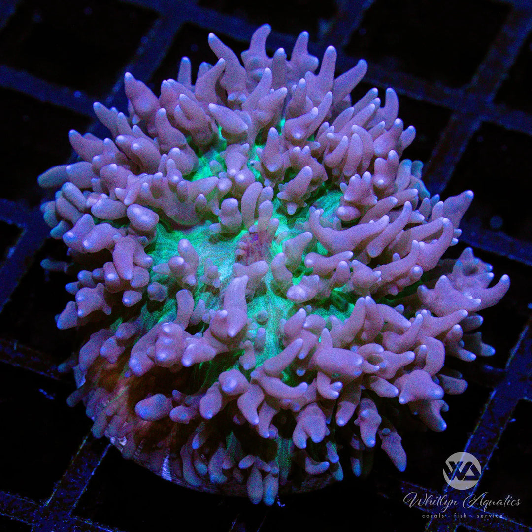 (O7) St. Thomas Mushroom - WYSIWYG