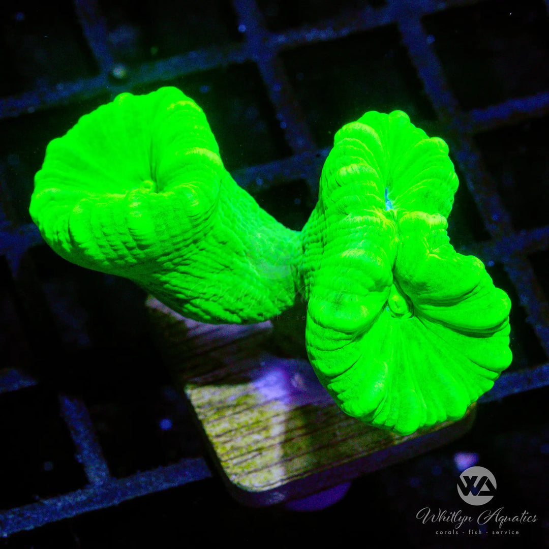 (O8) Neon Green Trumpet - WYSIWYG