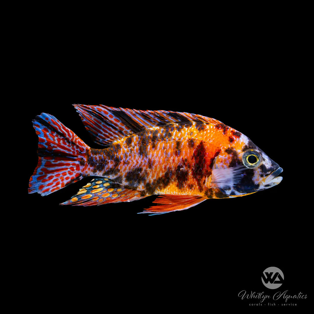 OB Red Peacock Cichlid 5-7” - Aulonocara sp.