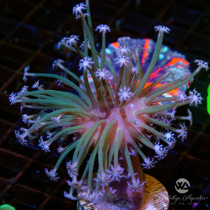 OG Weeping Willow Toadstool (Aquacultured)