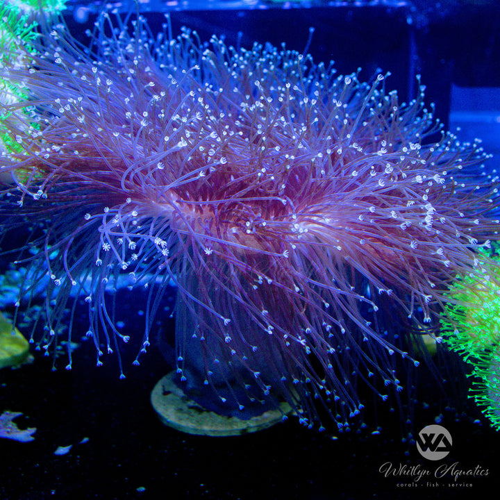 OG Weeping Willow Toadstool (Aquacultured)