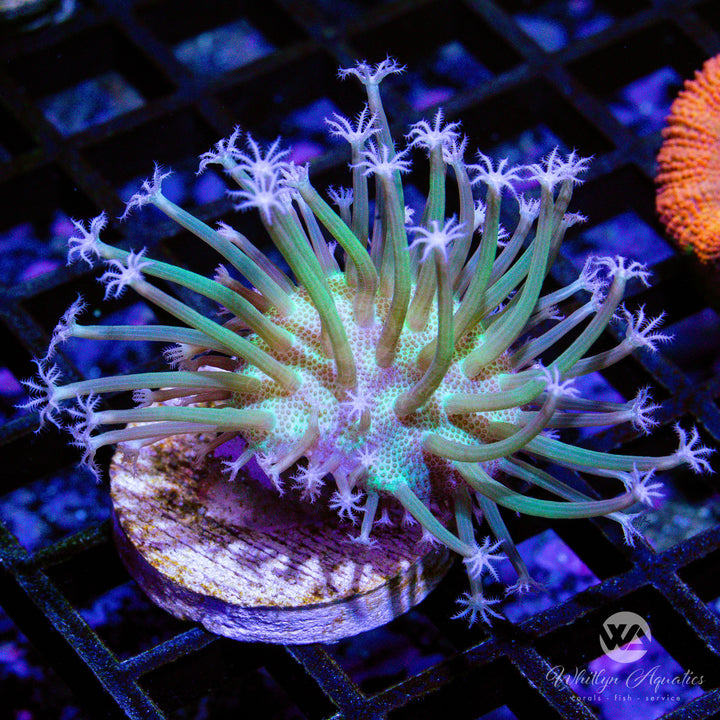 OG Weeping Willow Toadstool (Aquacultured)