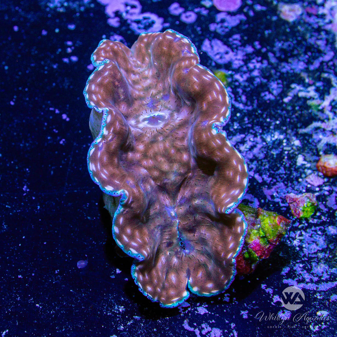 G5 - ORA Derasa Clam (~3") - WYSIWYG