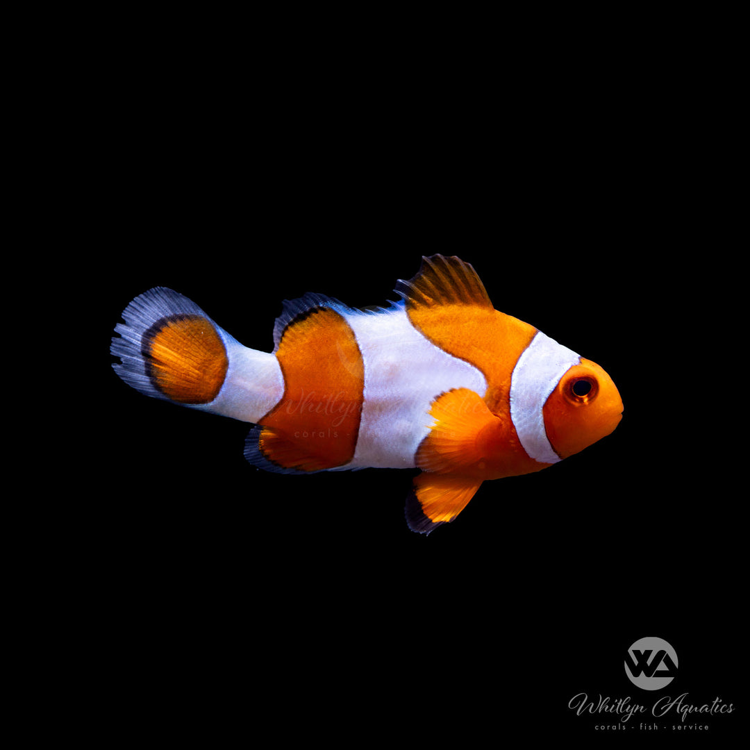Ocellaris Clownfish - Amphiprion Ocellaris