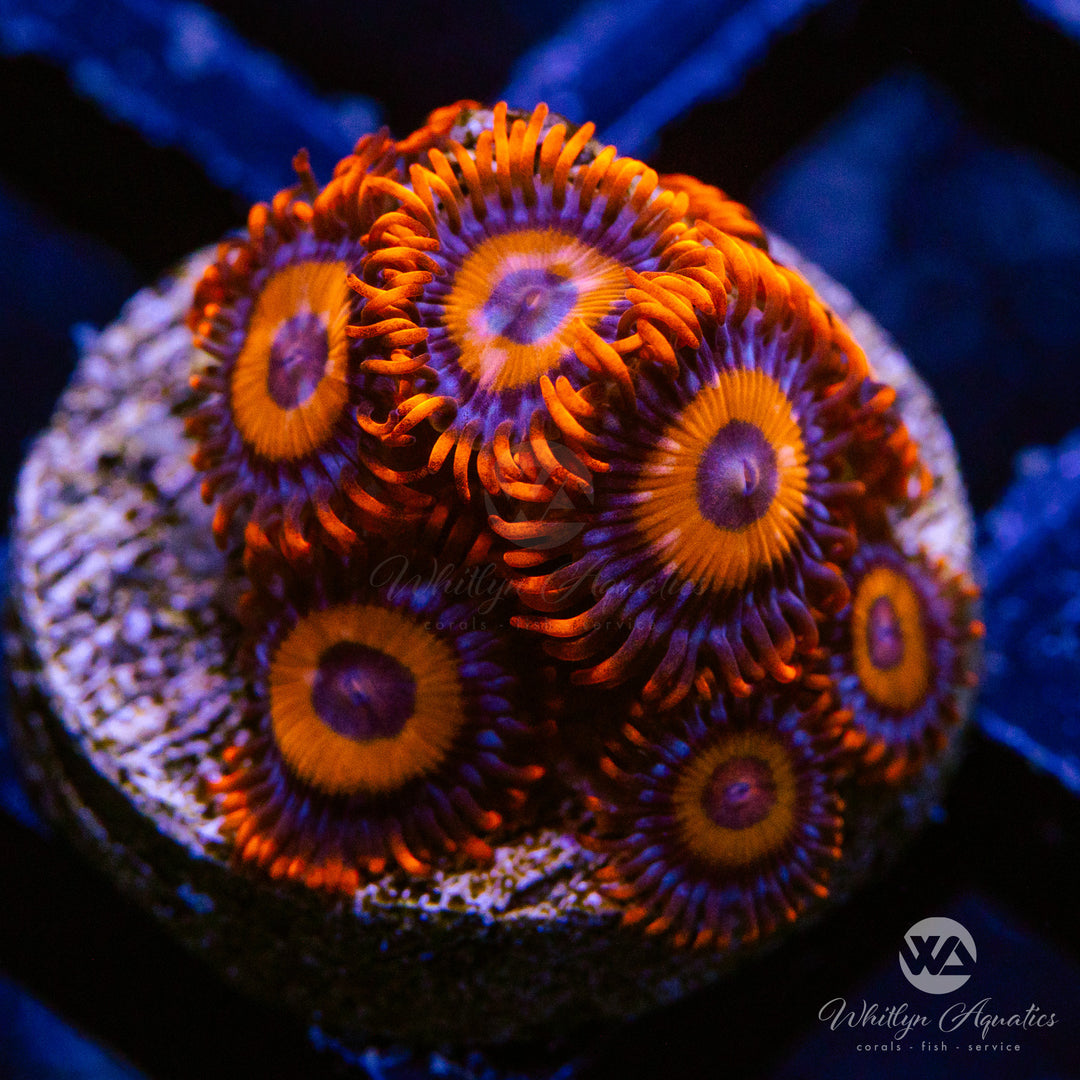 Orange Oxide Zoa