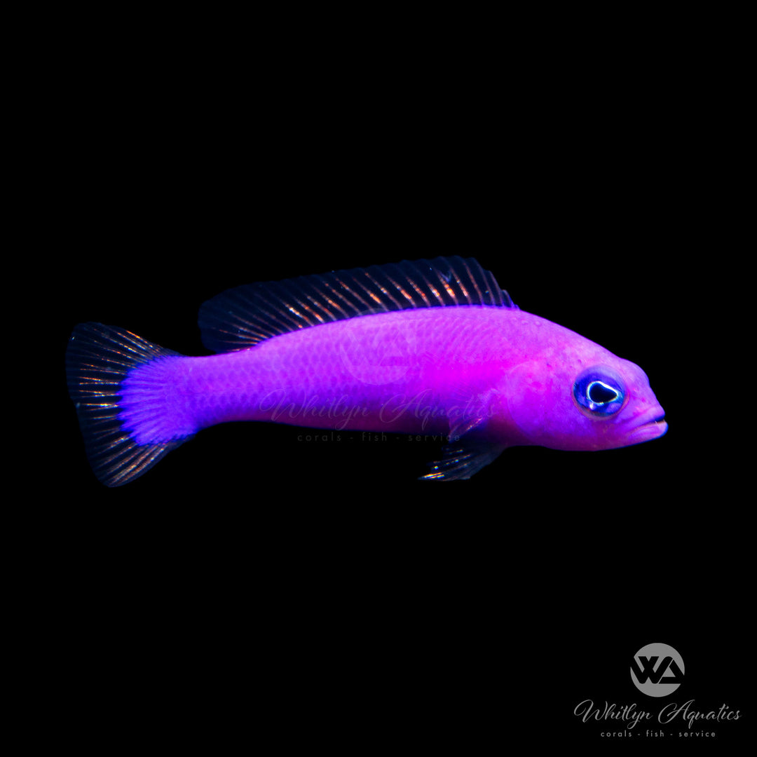 Orchid Dottyback - Pseudochromis Fridmani