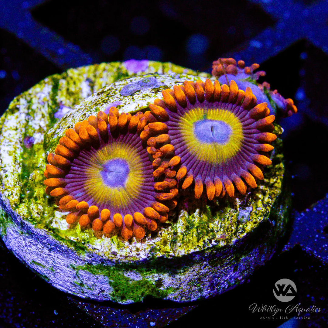 P3 - BEBB Blondie Zoa - WYSIWYG