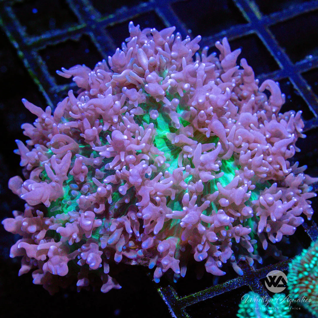 (P3) St. Thomas Mushroom - WYSIWYG