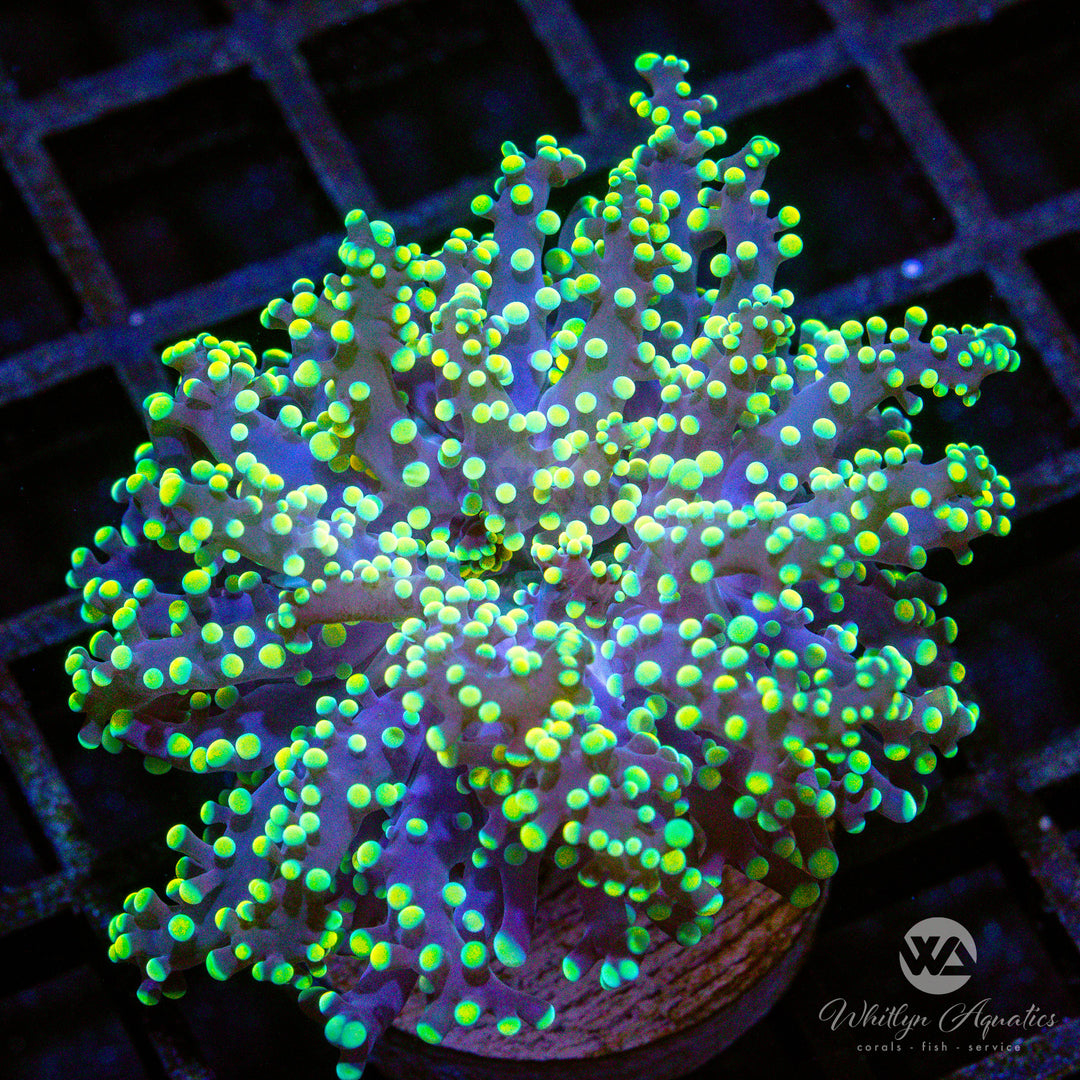 (P4) Yellow Octospawn - WYSIWYG