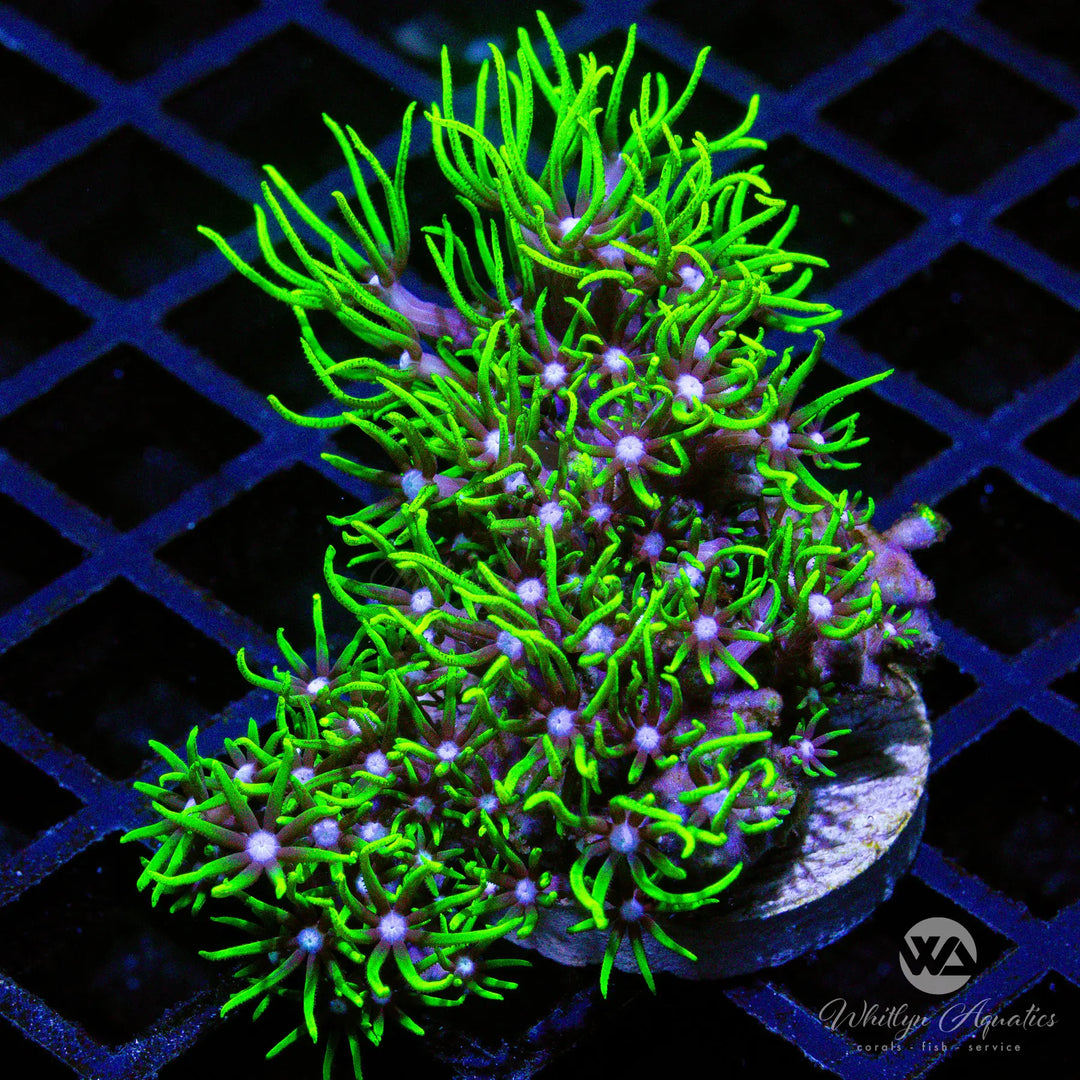(P7) Green Star Polyps - WYSIWYG