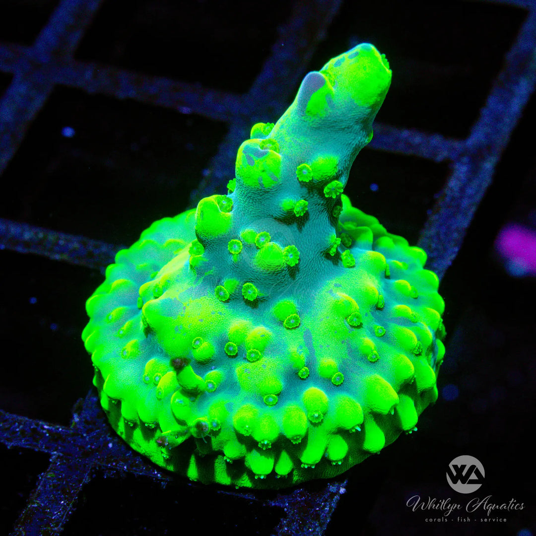 (P8) WA Highlighter Acro - WYSIWYG