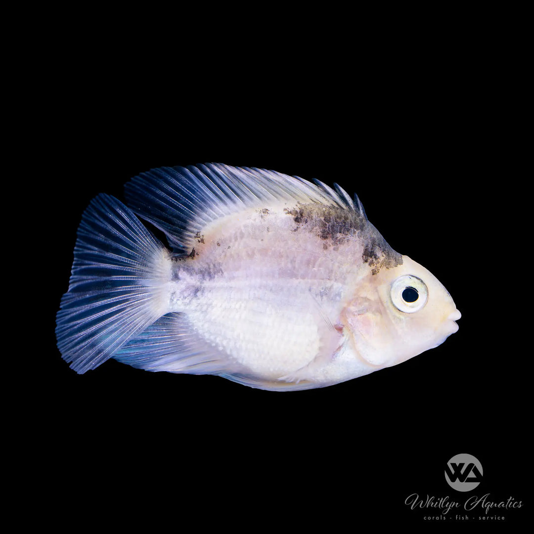 Panda Parrot Cichlid - Amphilophus citrinellus