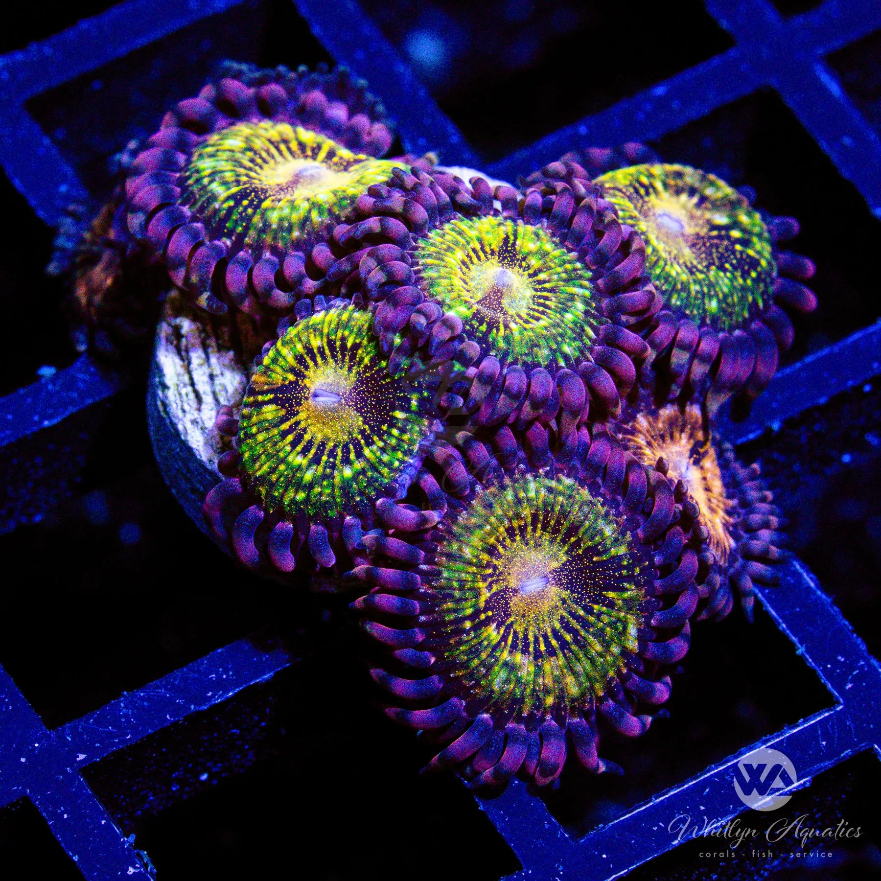 オトファン　オラソワ Pandora Zoanthid (Aquacultured)