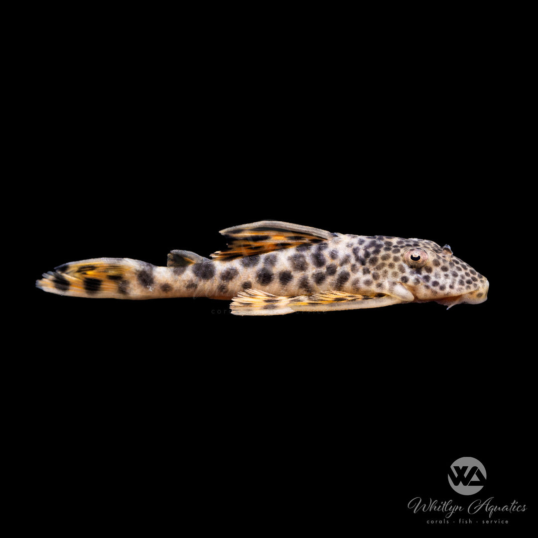 Para Pleco L075 - Peckoltia sabaji "Leopard Pleco"