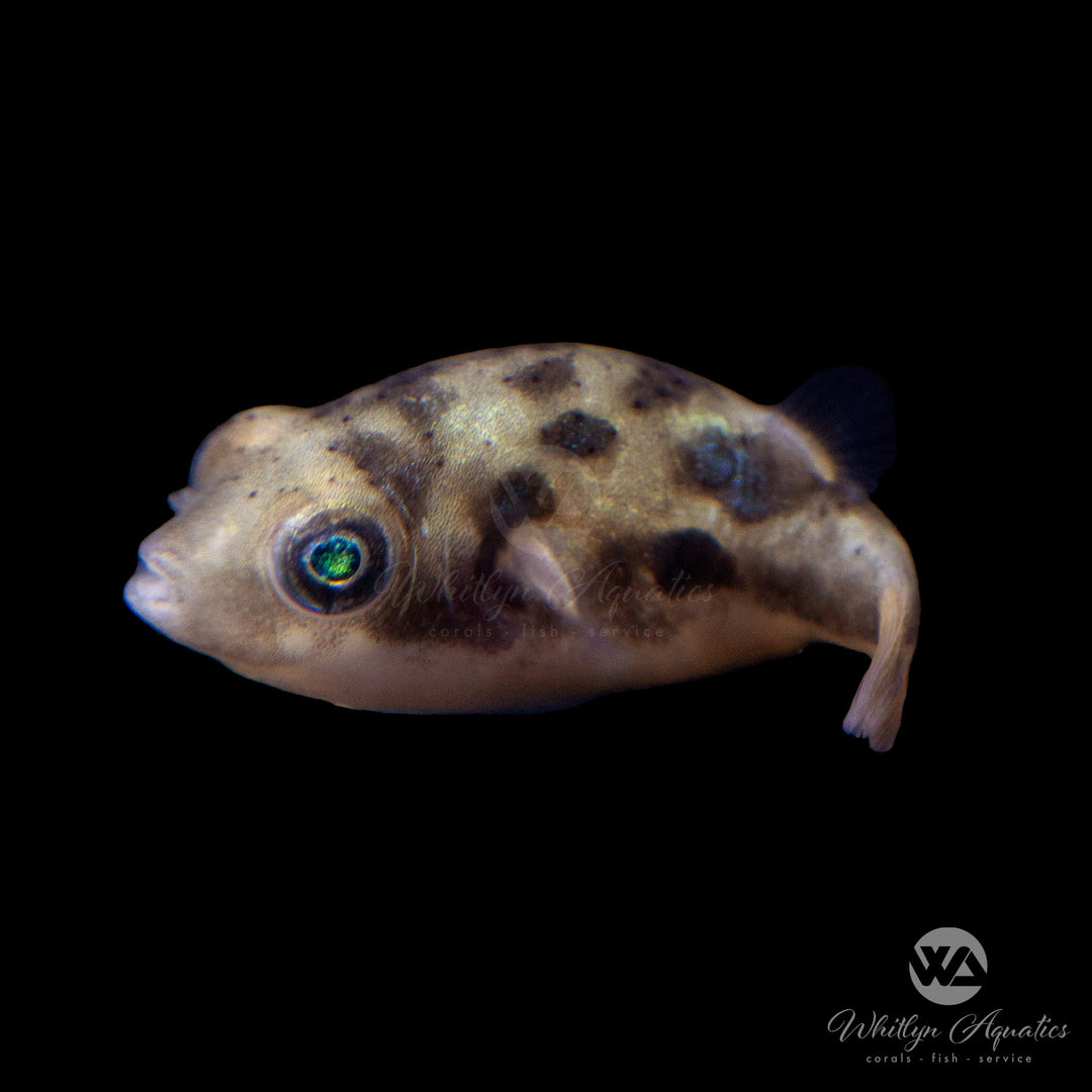 Pea Puffer - Carinotetraodon travancoricus