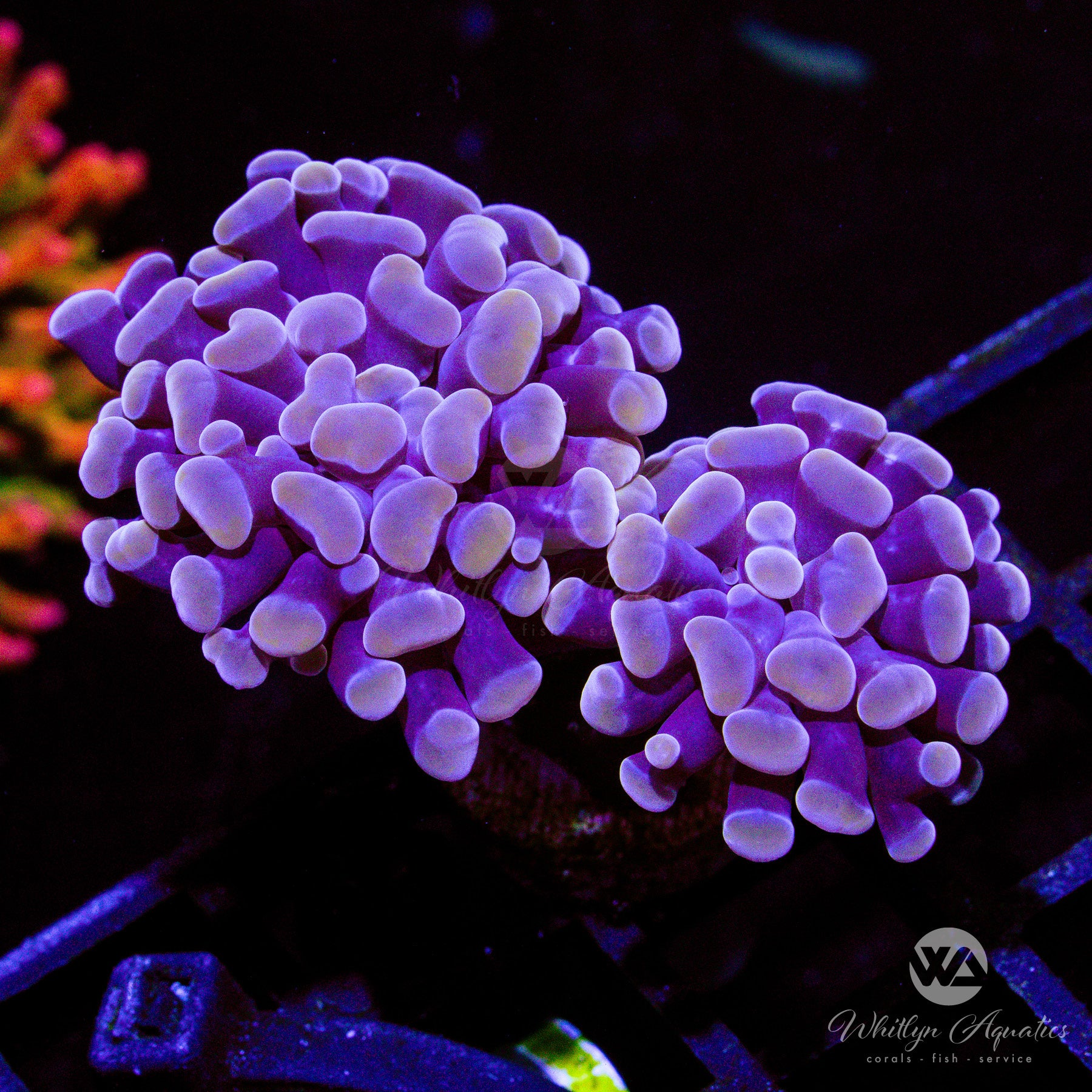 Peach Branching Hammer – Whitlyn Aquatics