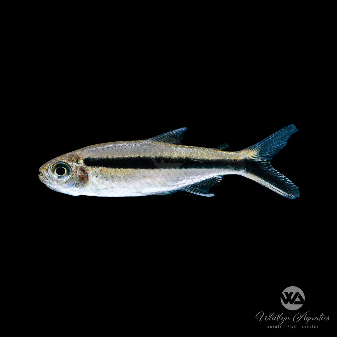 Penguin tetra - Thayeria boehlkei