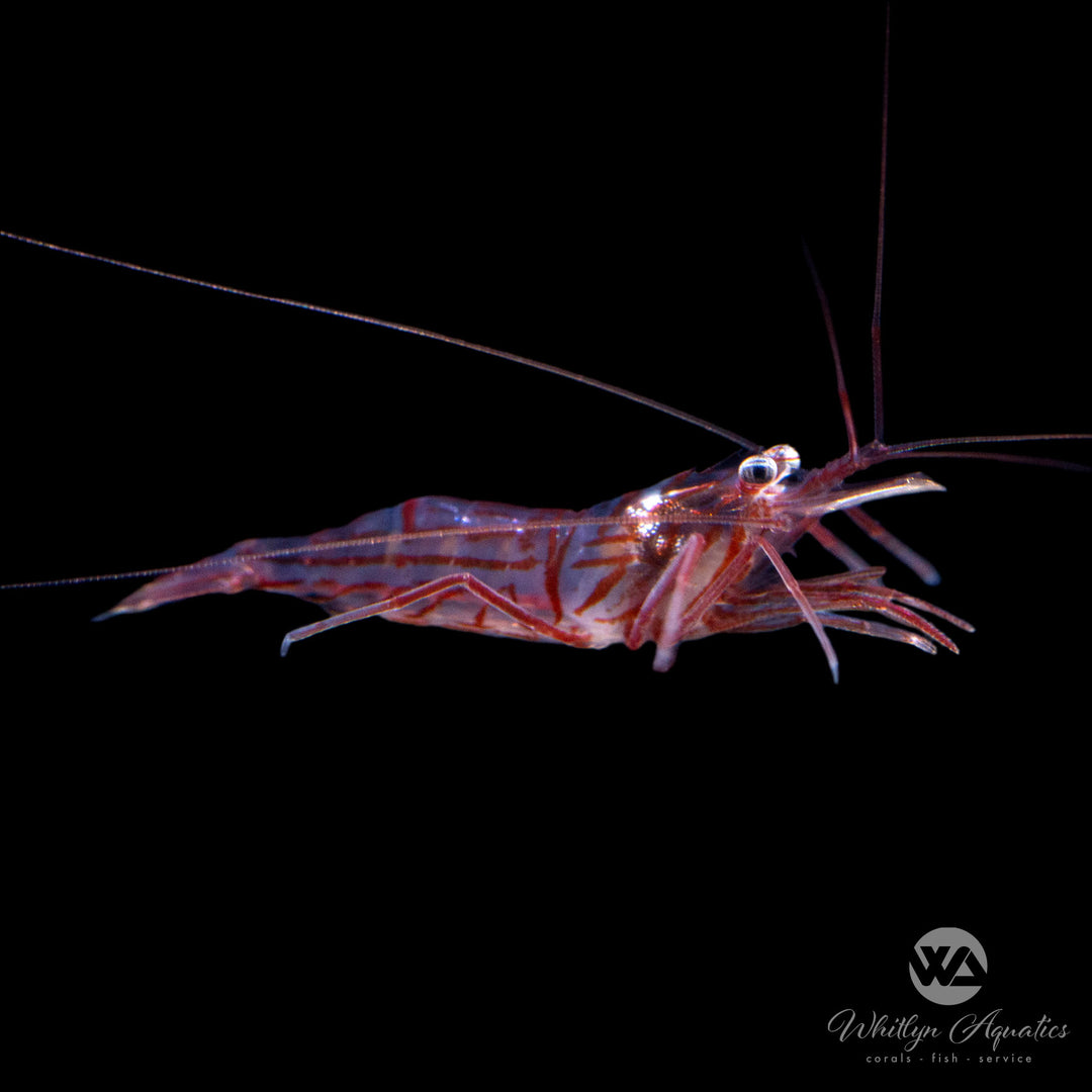 Peppermint Shrimp - Lysmata wurdemanni