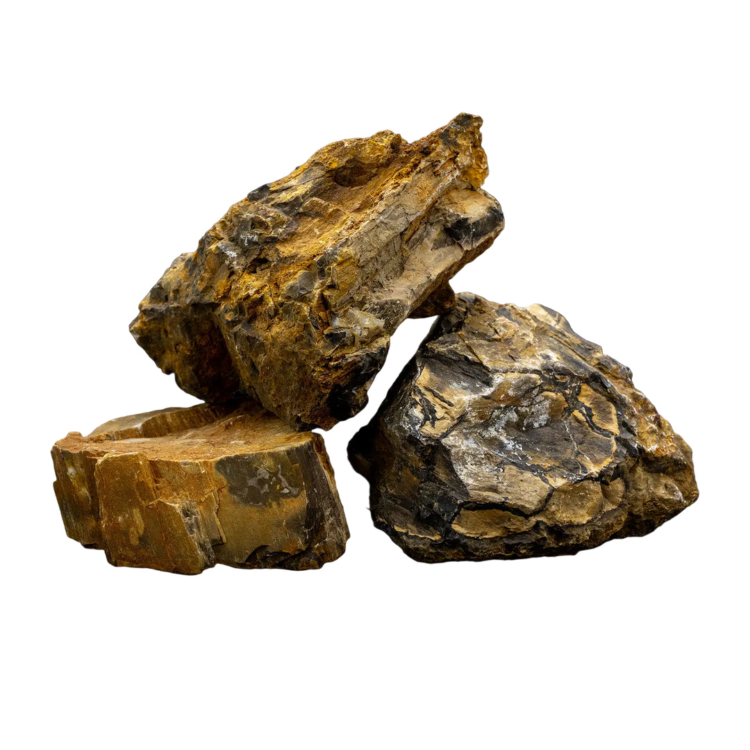 Petrified Wood Rock