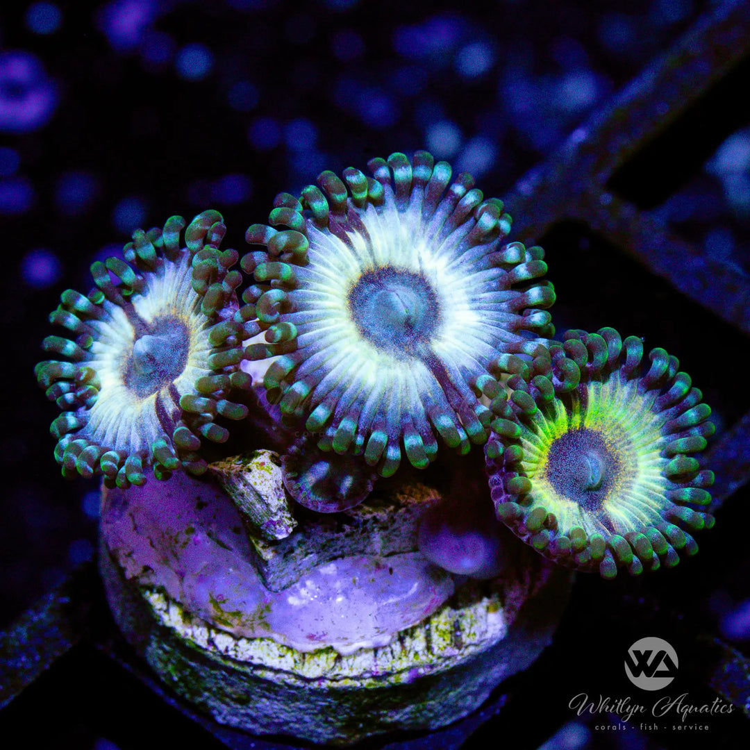 J8 - Petroglyph Zoa - WYSIWYG