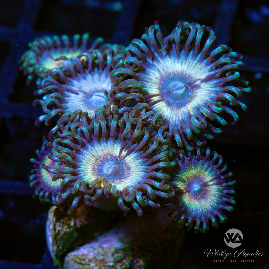 Petroglyph Zoanthid (Aquacultured)