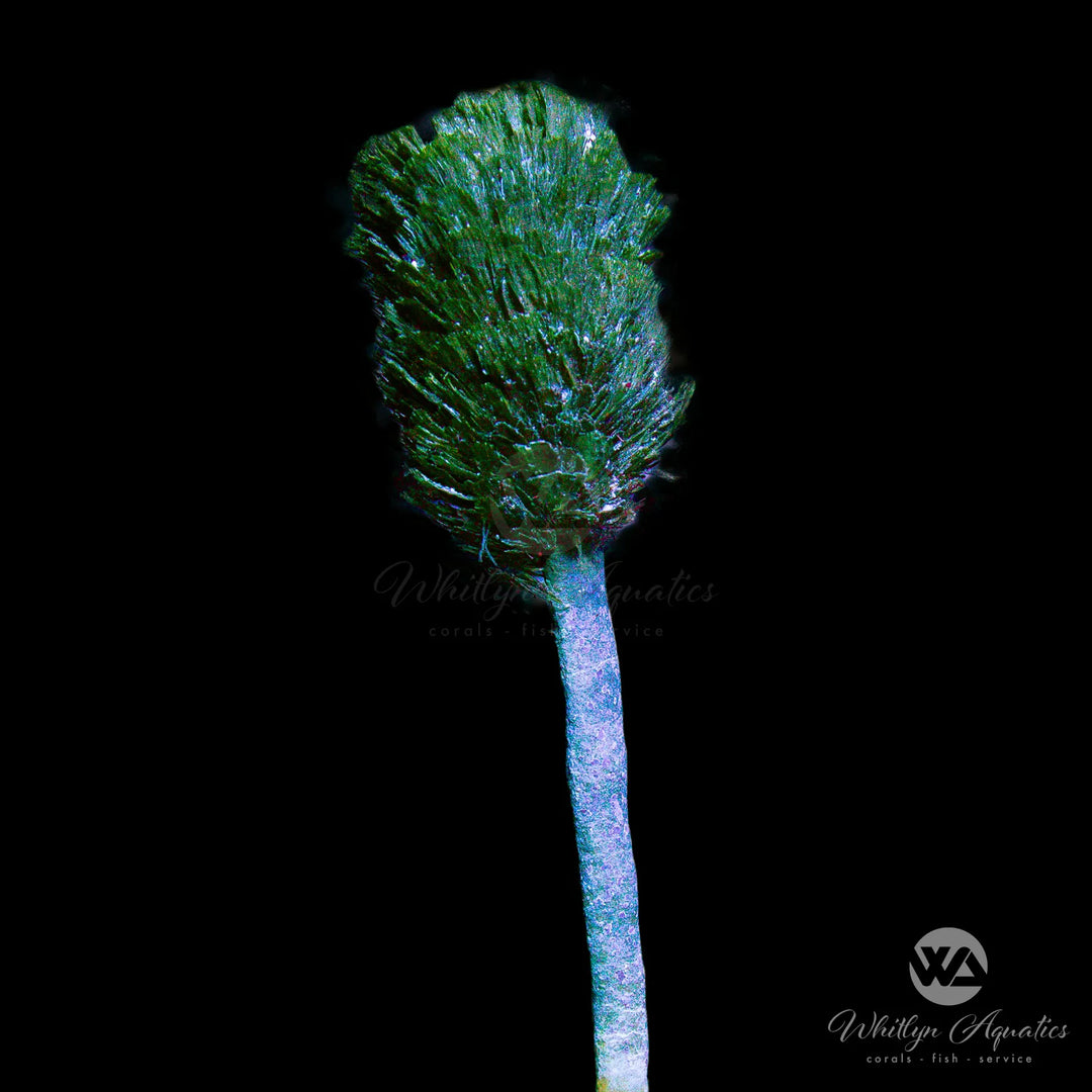 Pine Cone / Christmas Tree Macroalgae