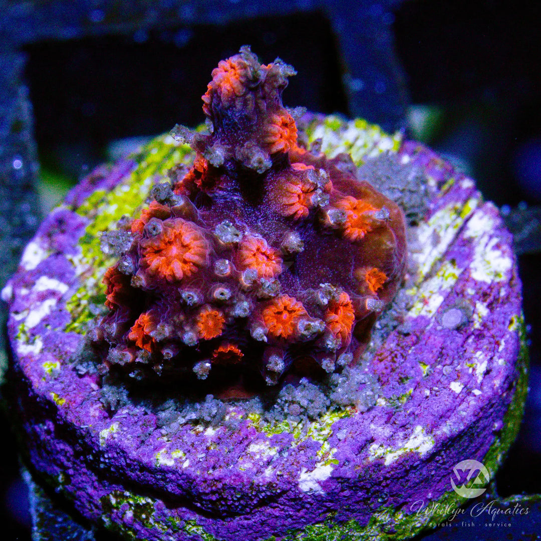 Pink Branching Cyphastrea