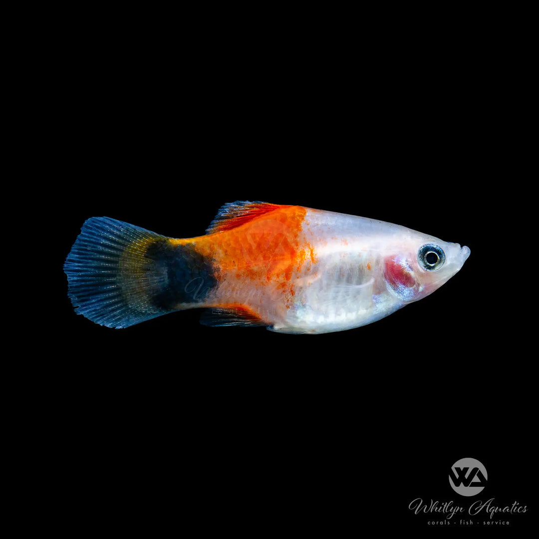 Pink Mickey Mouse Platy - Xiphophorus maculatus