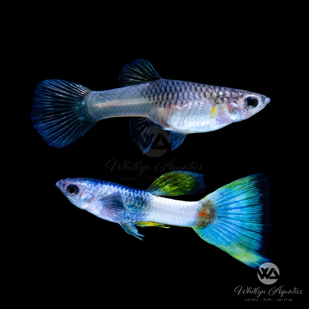 Pink Tuxedo Guppy - Poecilia reticulata