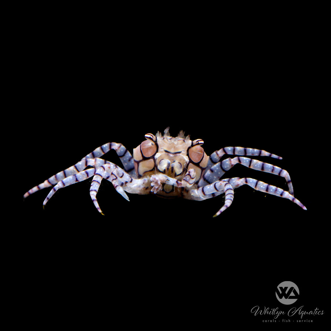 Pom Pom Crab - Lybia sp.
