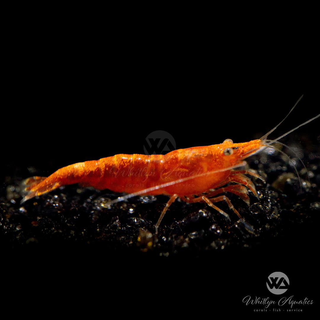 Pumpkin Shrimp - Neocaridina davidi