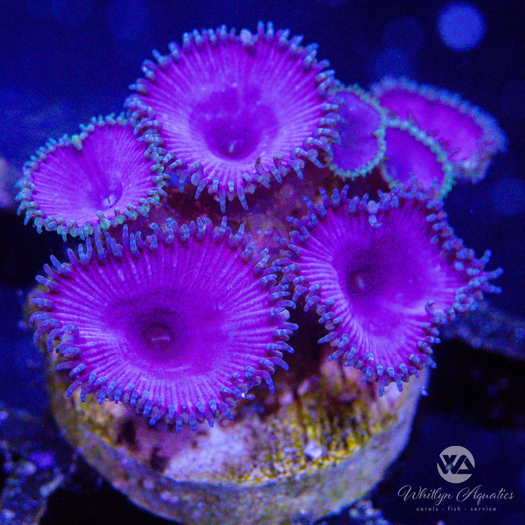 Purple Death Palythoa