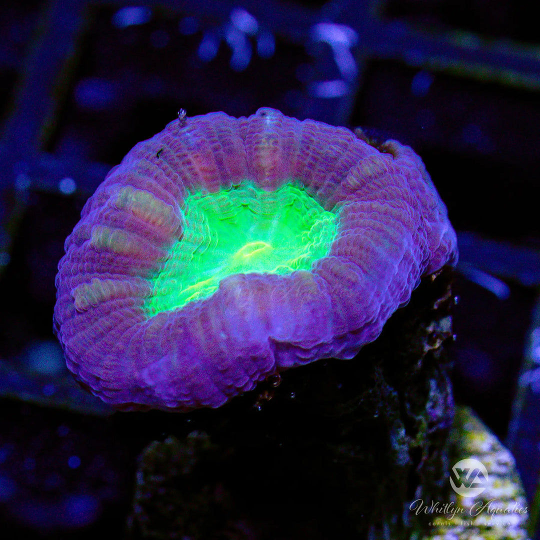 C4 - Purple & Green Trumpet - WYSIWYG