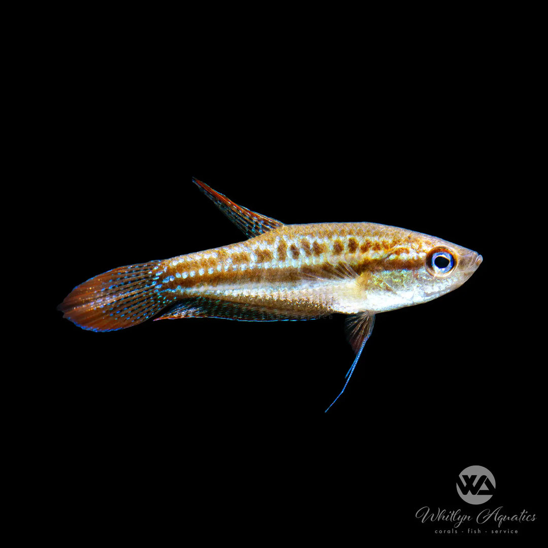 Pygmy Gourami - Trichopsis pumila