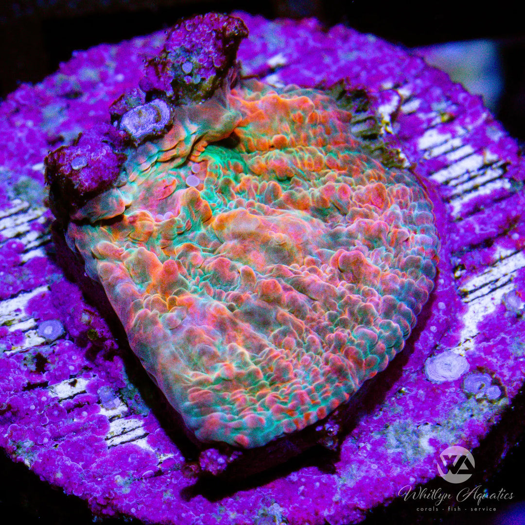 (Q1) WA El Jefe Chalice - WYSIWYG