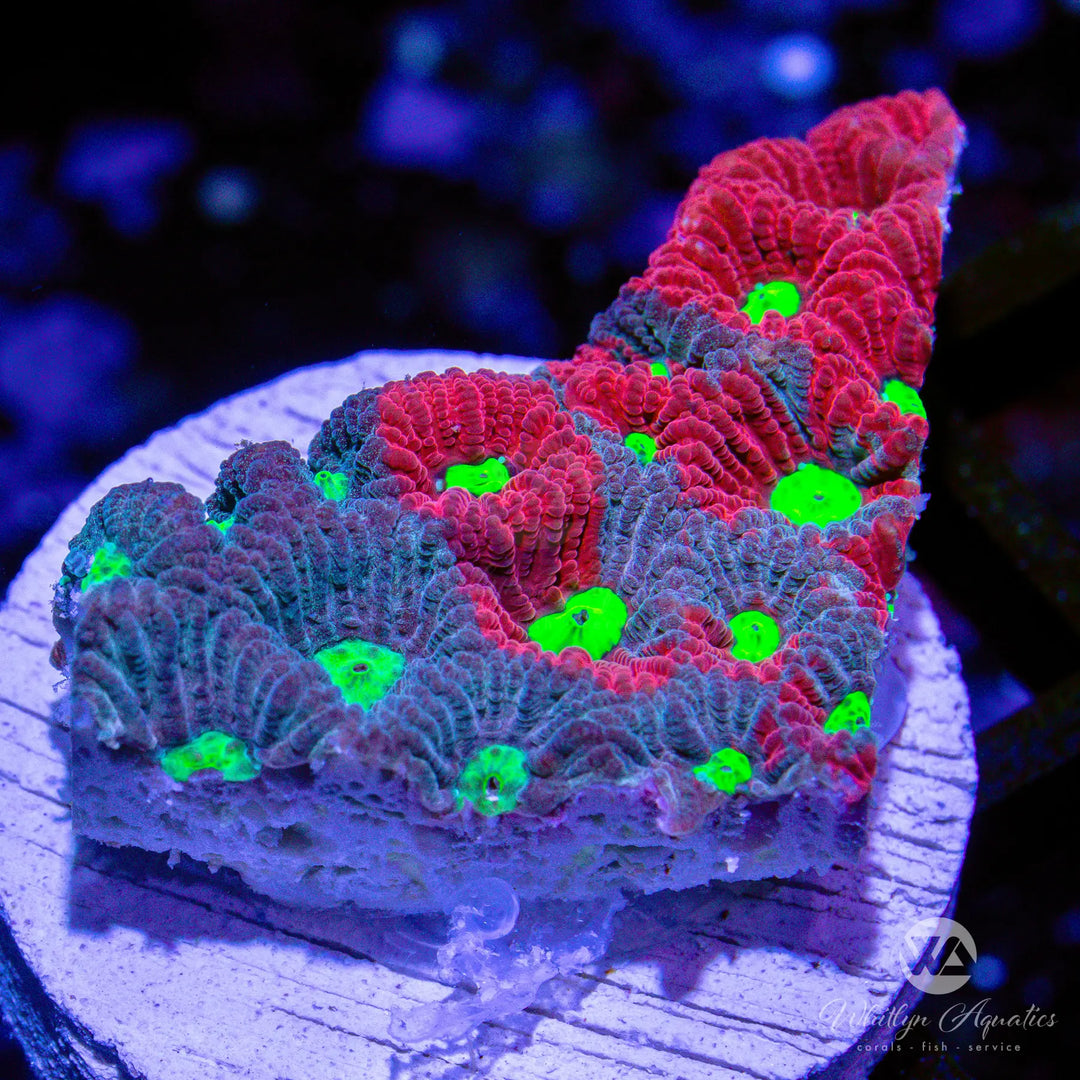 (Q8) War Coral Favia - WYSIWYG