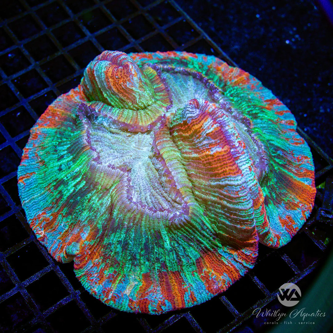 (R1) Rainbow Trachy Brain (~5") - WYSIWYG