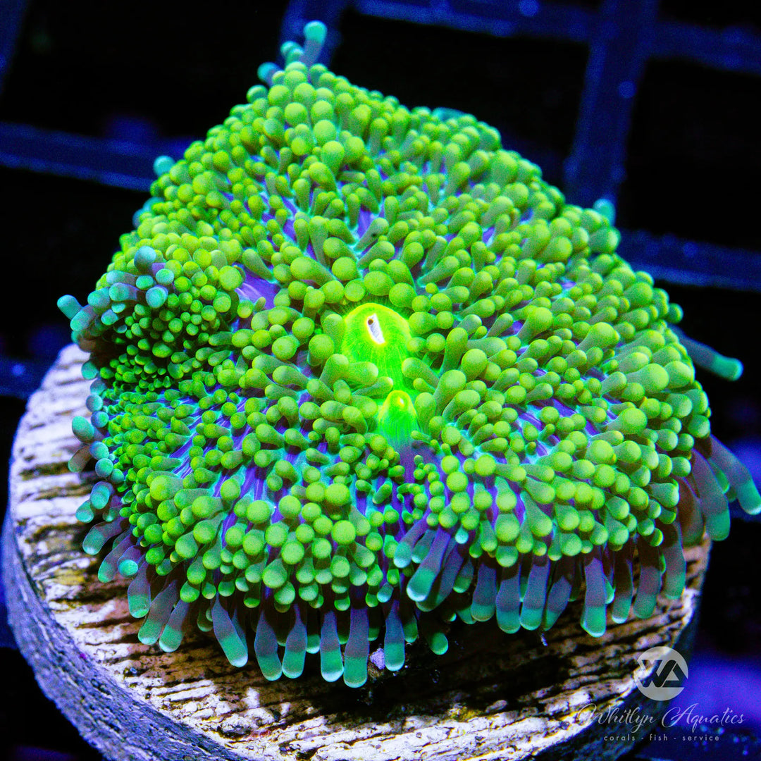 (R4) WA Surge Ricordea Mushroom - WYSIWYG