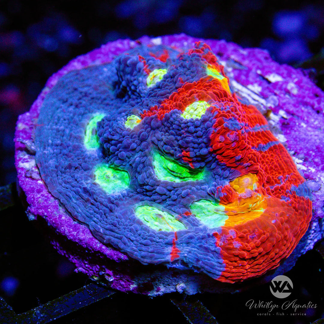 (R6) WA Superman Rainbow Chalice - WYSIWYG