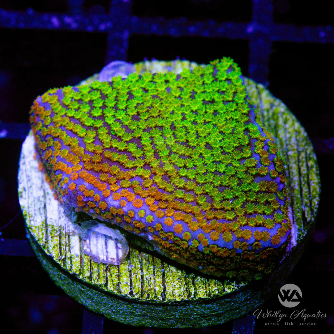 Rainbow Montipora Frag