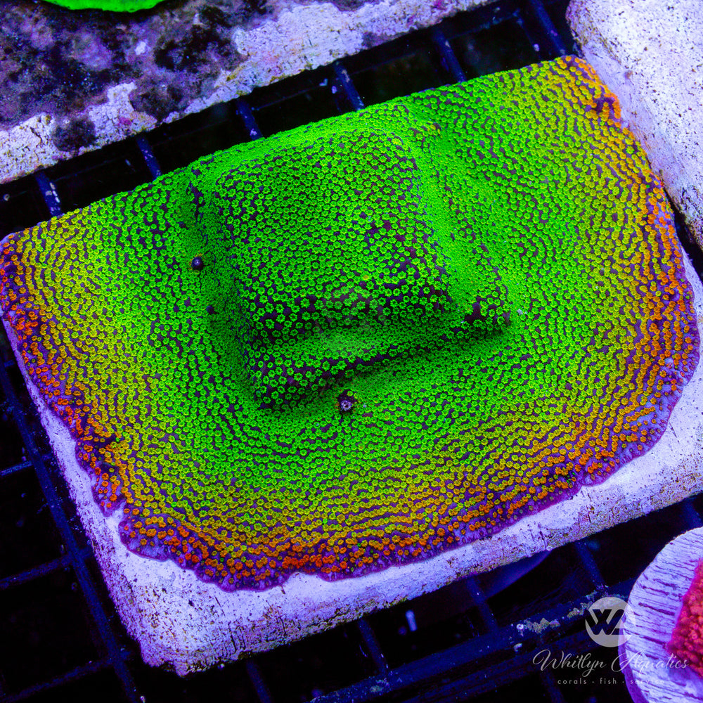 Rainbow Montipora Colony