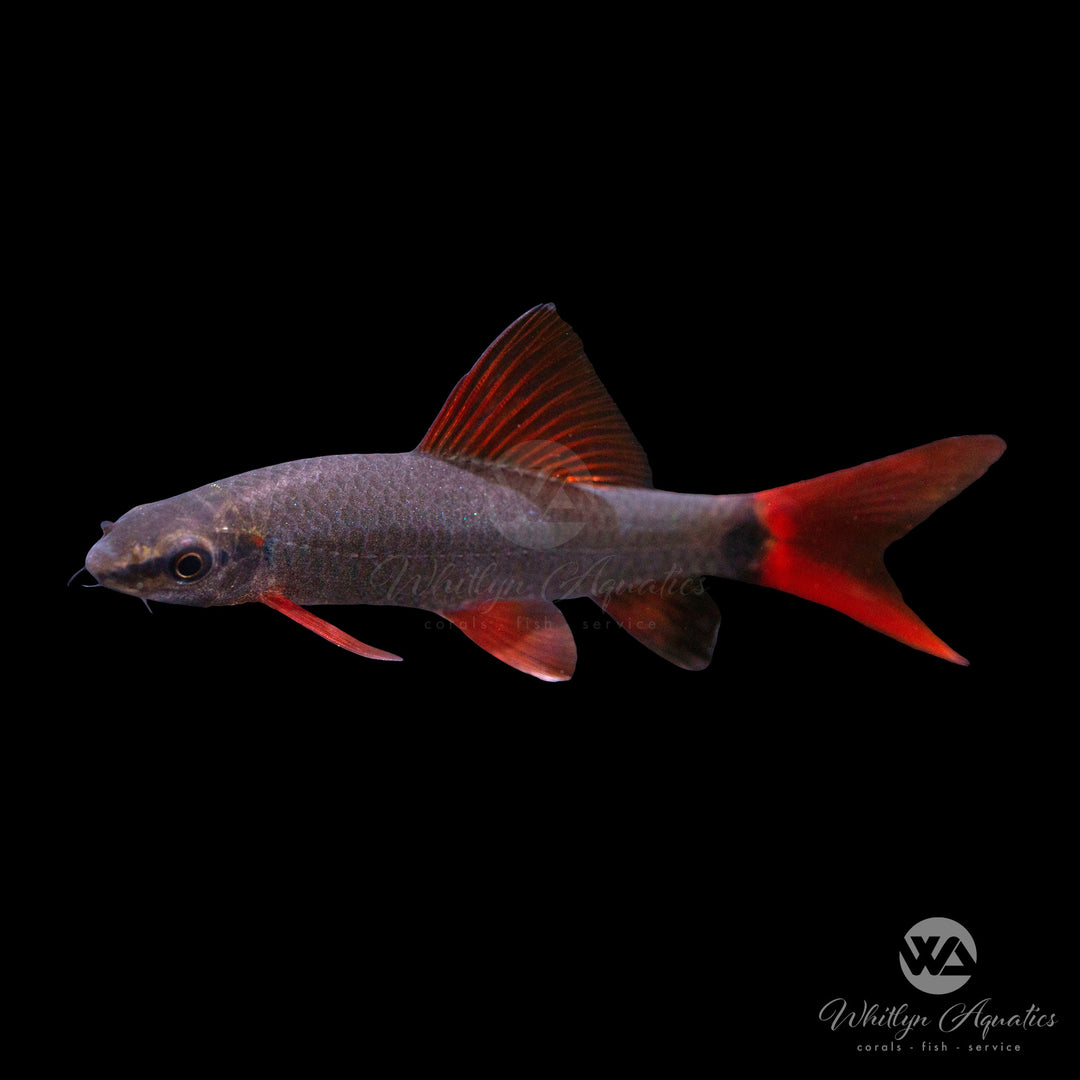 Rainbow Shark - Epalzeorhynchos frenatum