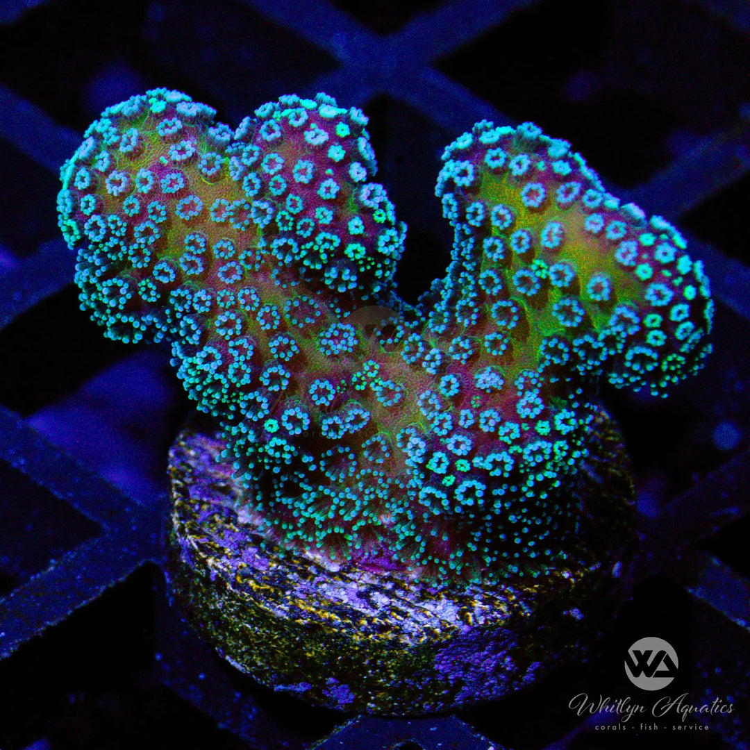 Rainbow Stylophora