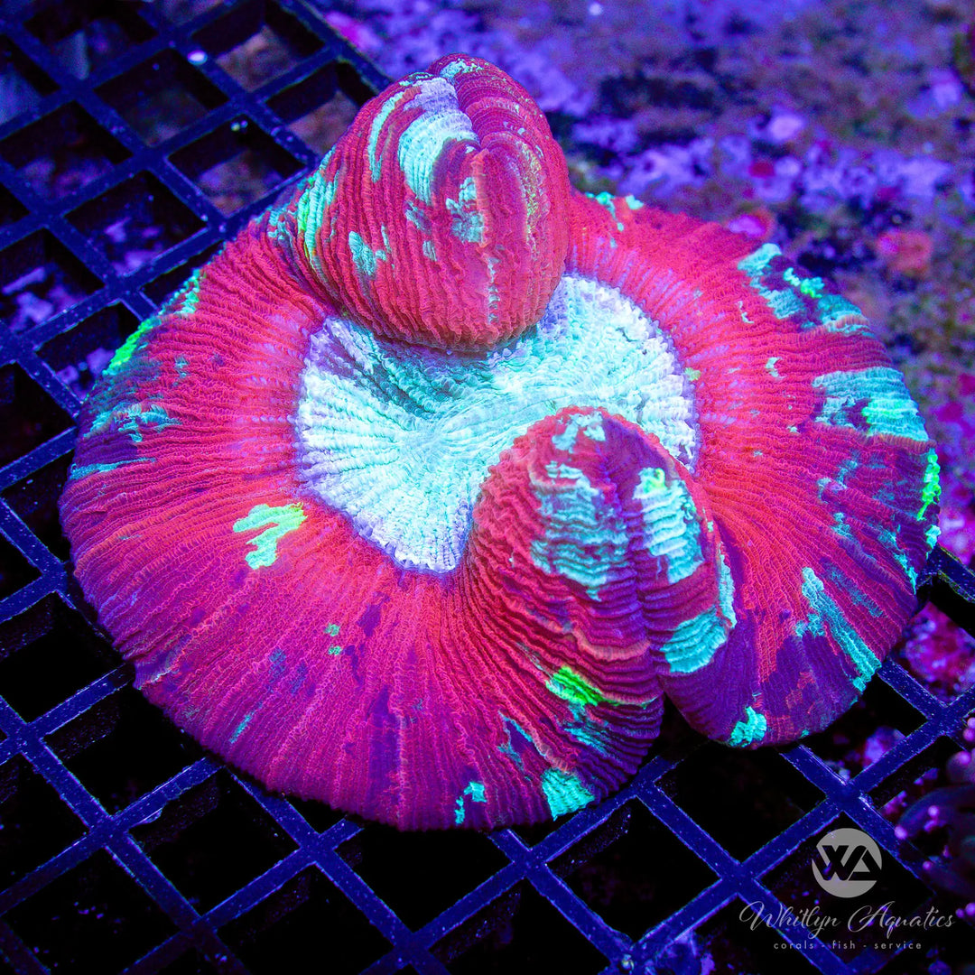 Rainbow Trachy (~4") - WYSIWYG
