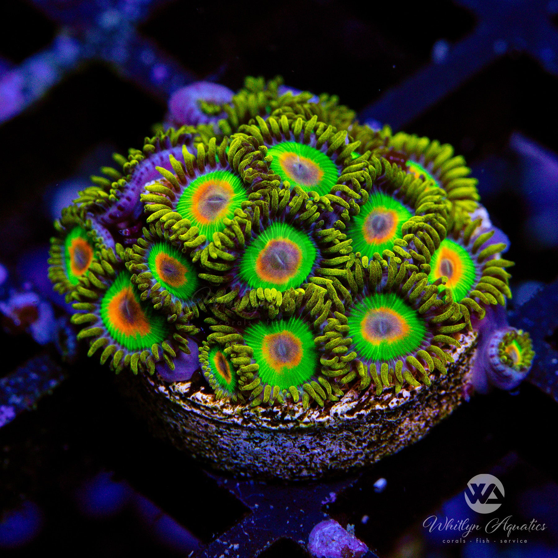 Rasta Zoanthid (Aquacultured) – Whitlyn Aquatics