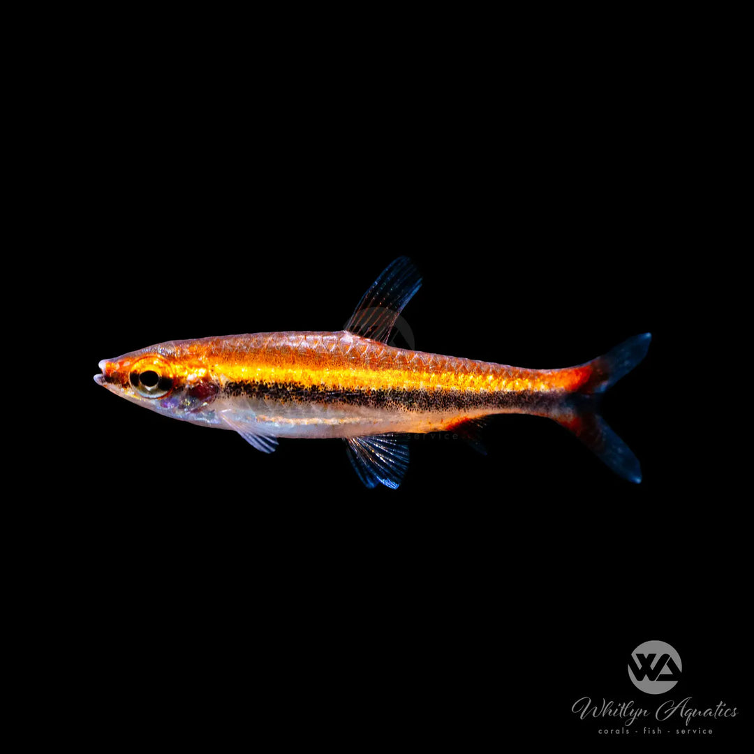Red Beckford's Pencilfish - Nannostomus beckfordi