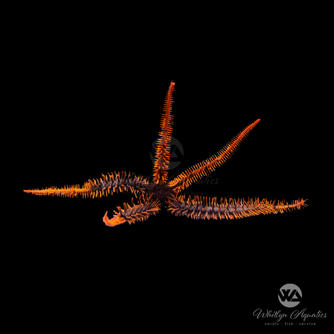 Red Brittle Starfish - Ophiocoma spp.