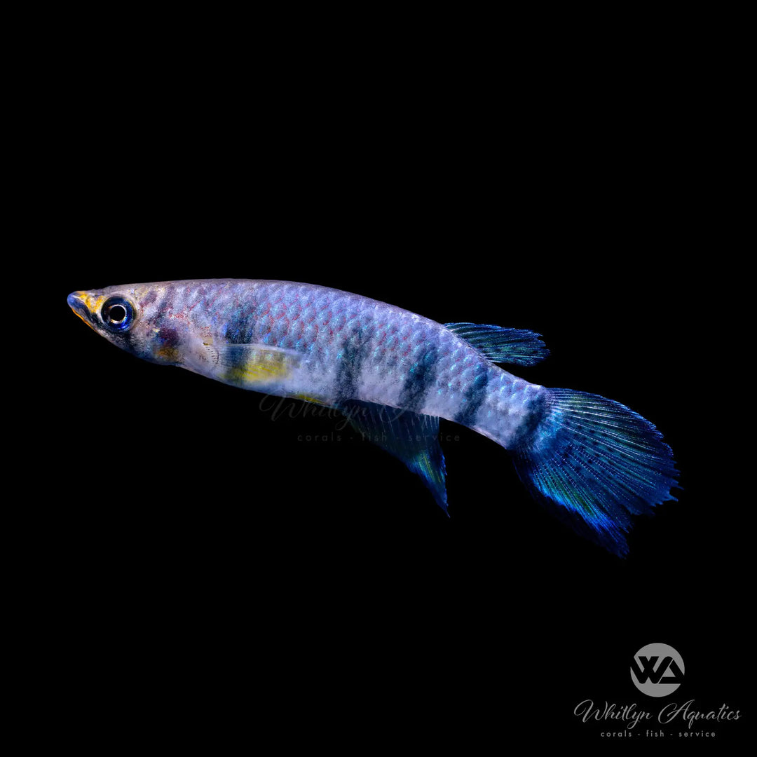 Redchin Panchax Killi - Epiplatys dageti