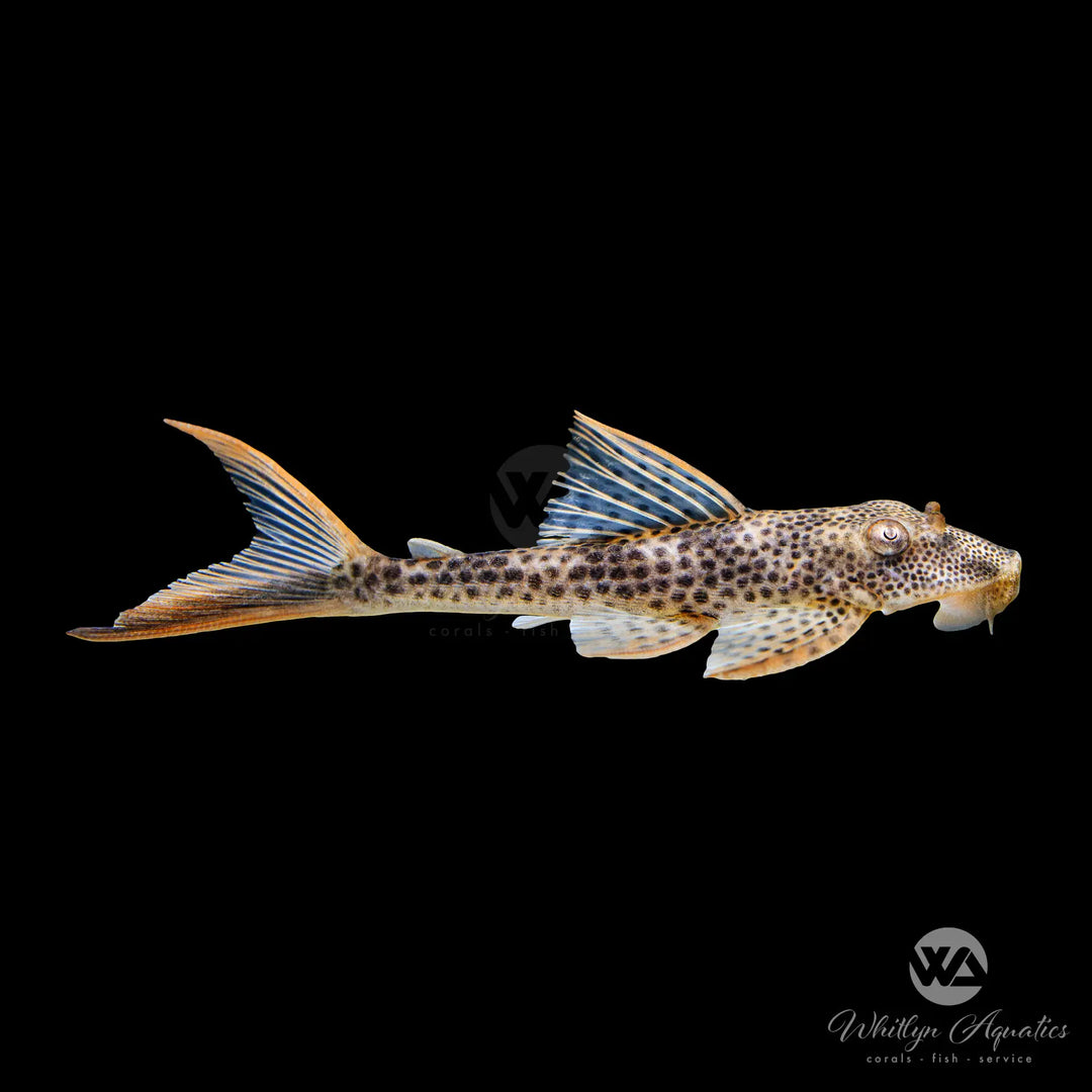 Red Fin Thresher Pleco - L011 - Squaliforma emarginata